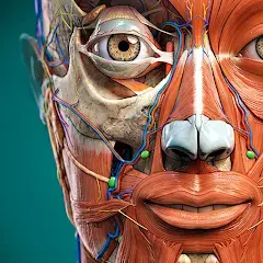 تحميل تطبيق Anatomy Learning مهكر بدون إعلانات مجاناً 2026 للأندرويد